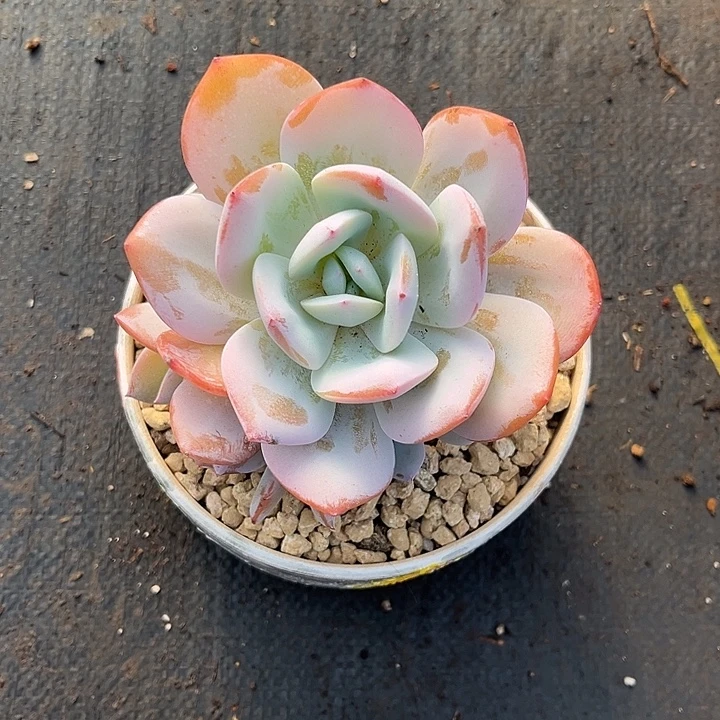 多肉植物抹茶手捧