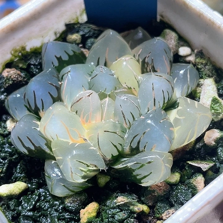 659亚成水中虐锦特选福利