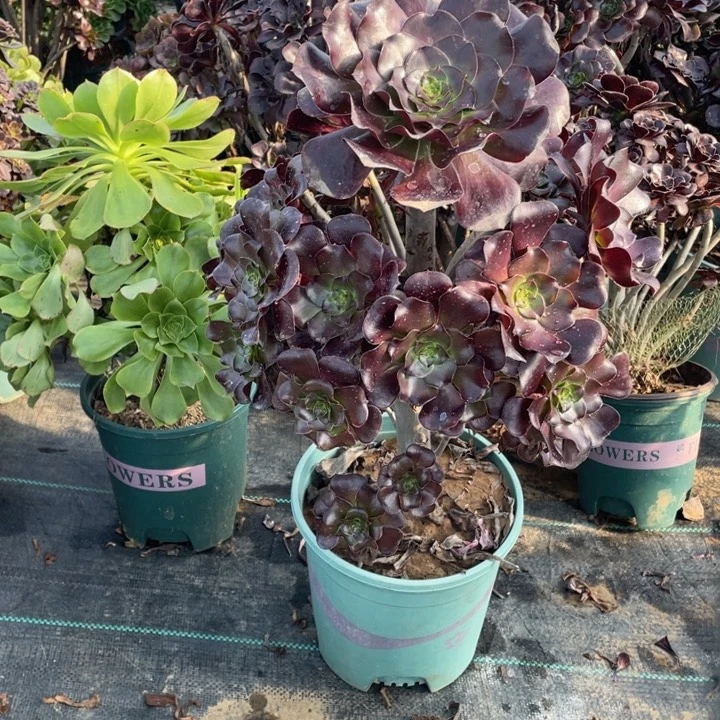 15巫毒多肉多肉植物多肉