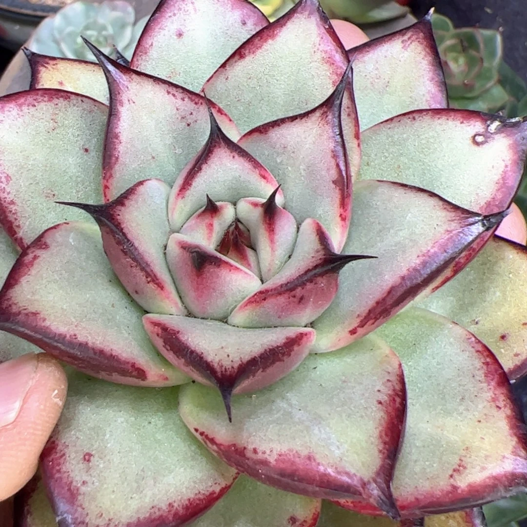代***～多肉植物，多肉植物
