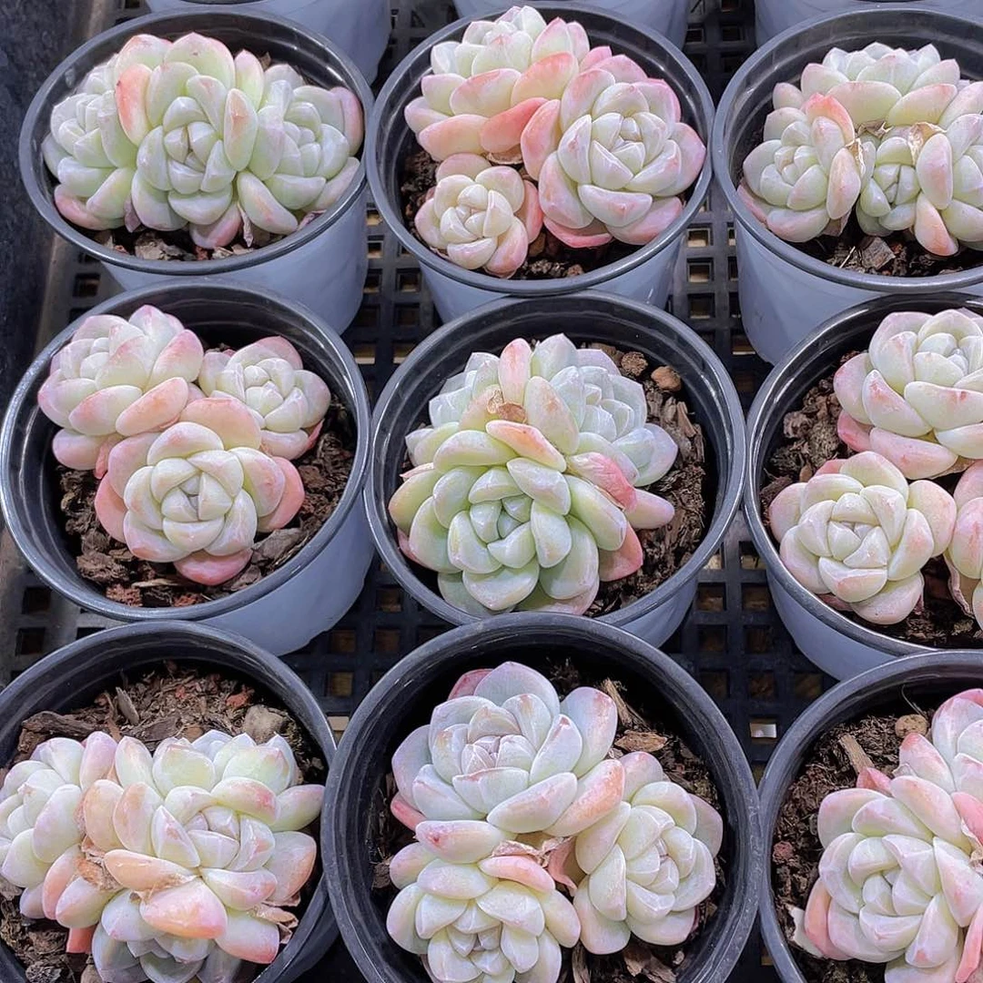 量拍62号 樱花钻石冰玉大群生一个