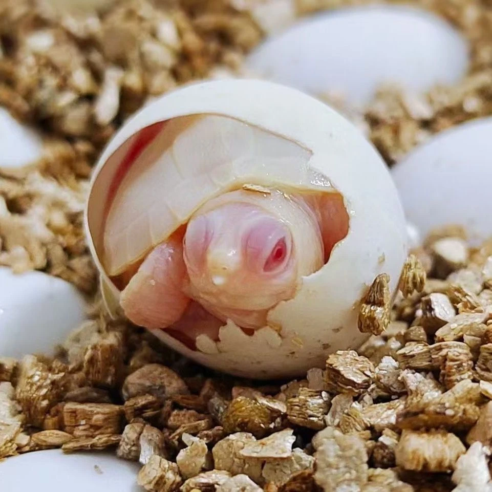 乌龟一物一拍链接