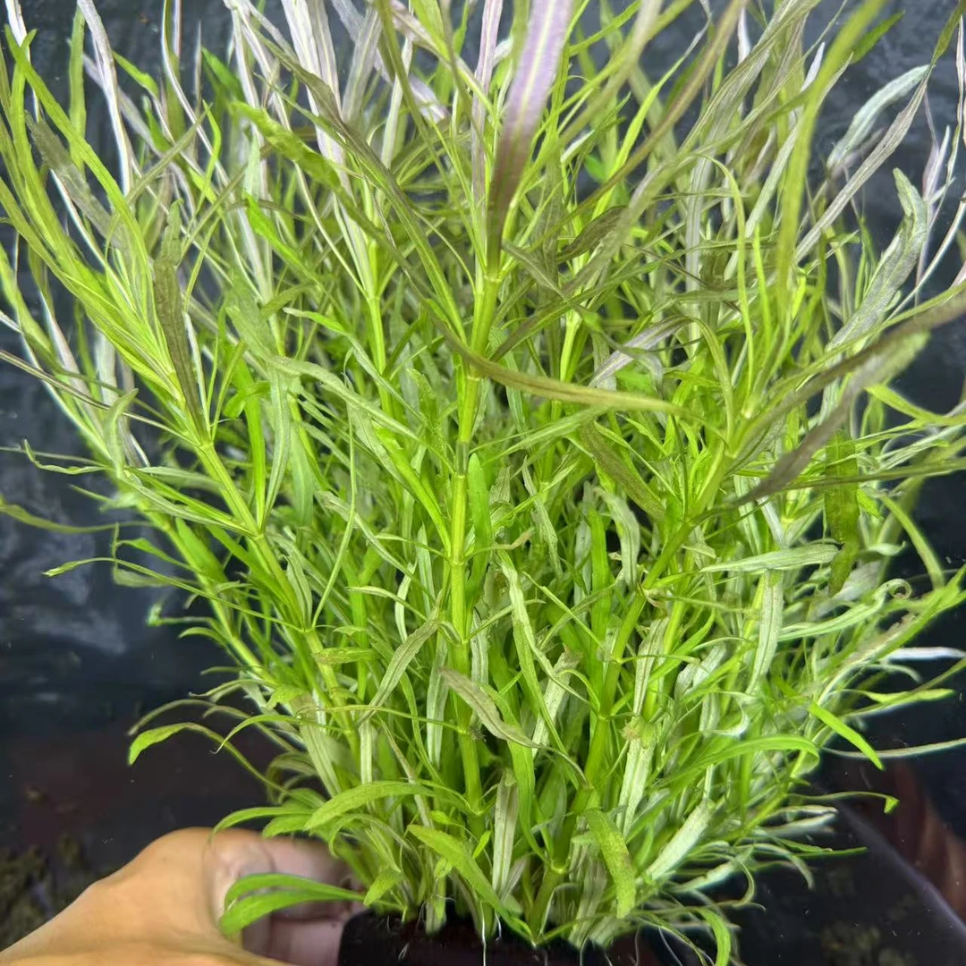 [巴西百叶]大坨水草坨装后景坨草活体好养鱼缸水草植物造景增氧