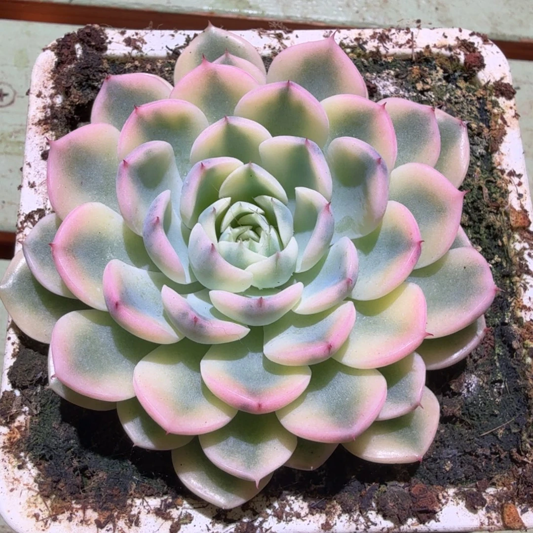 花螺锦，锦上园艺一物一拍