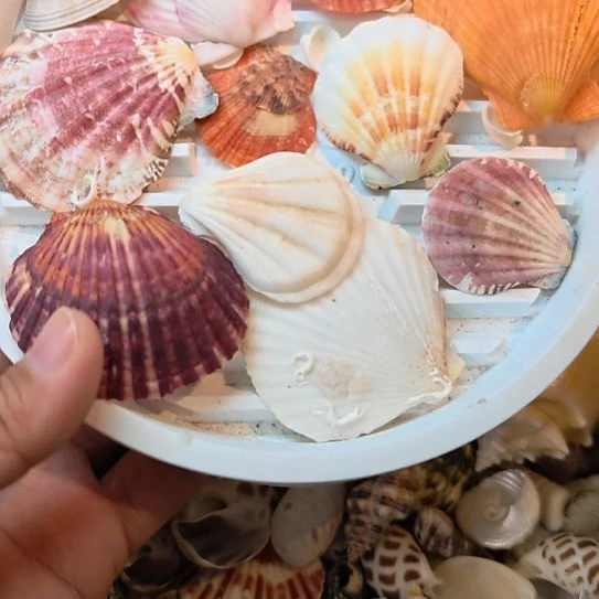 石材天然海螺贝壳