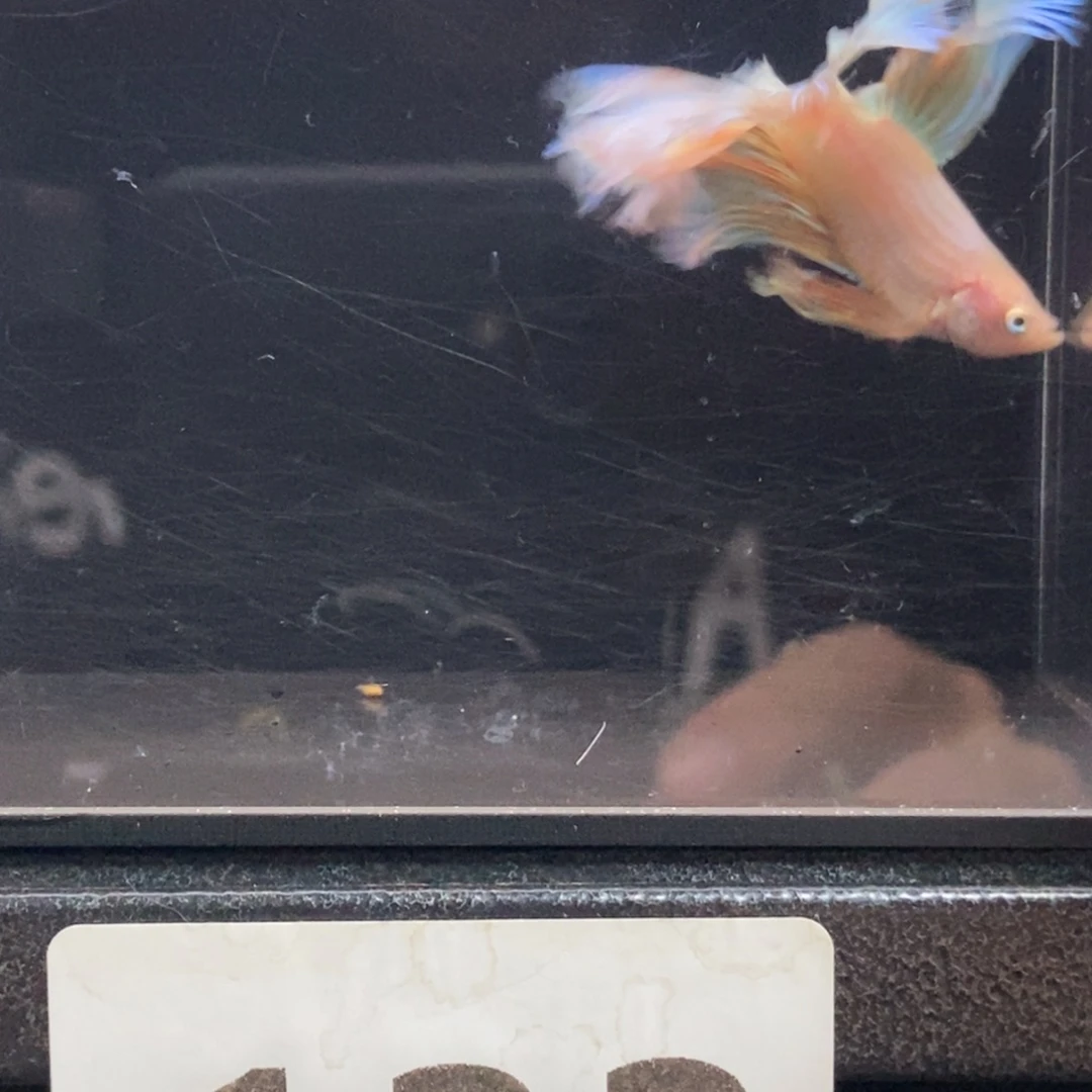 海水鱼哈哈啊哈哈啊哈133