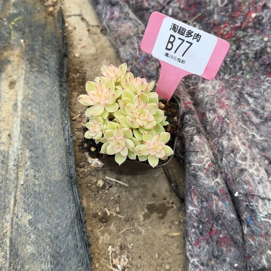 多肉植物长腿小麦杆皇后