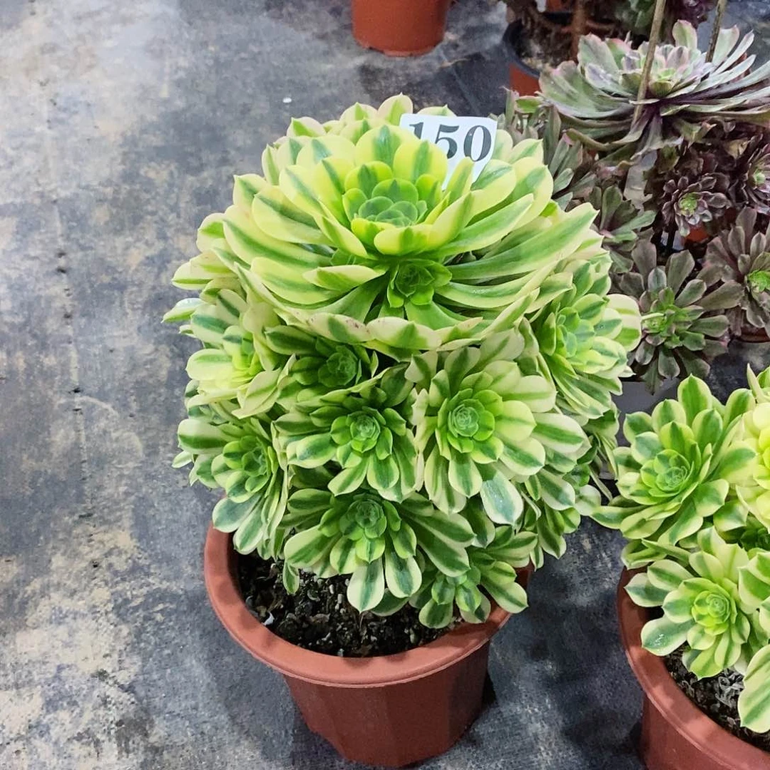 微**暖金丝翡翠150多肉法师