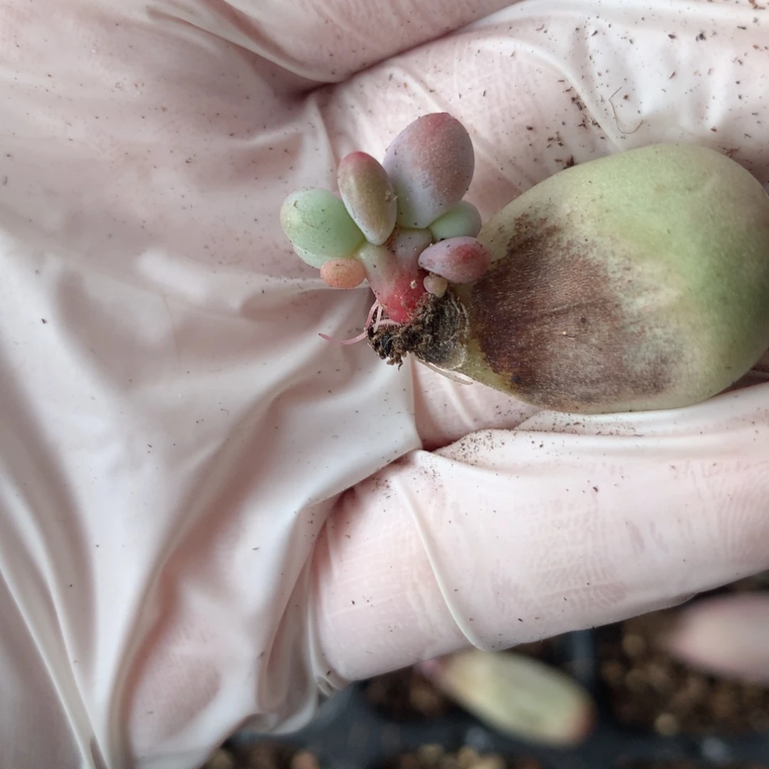 米可奶酪多肉米可奶。