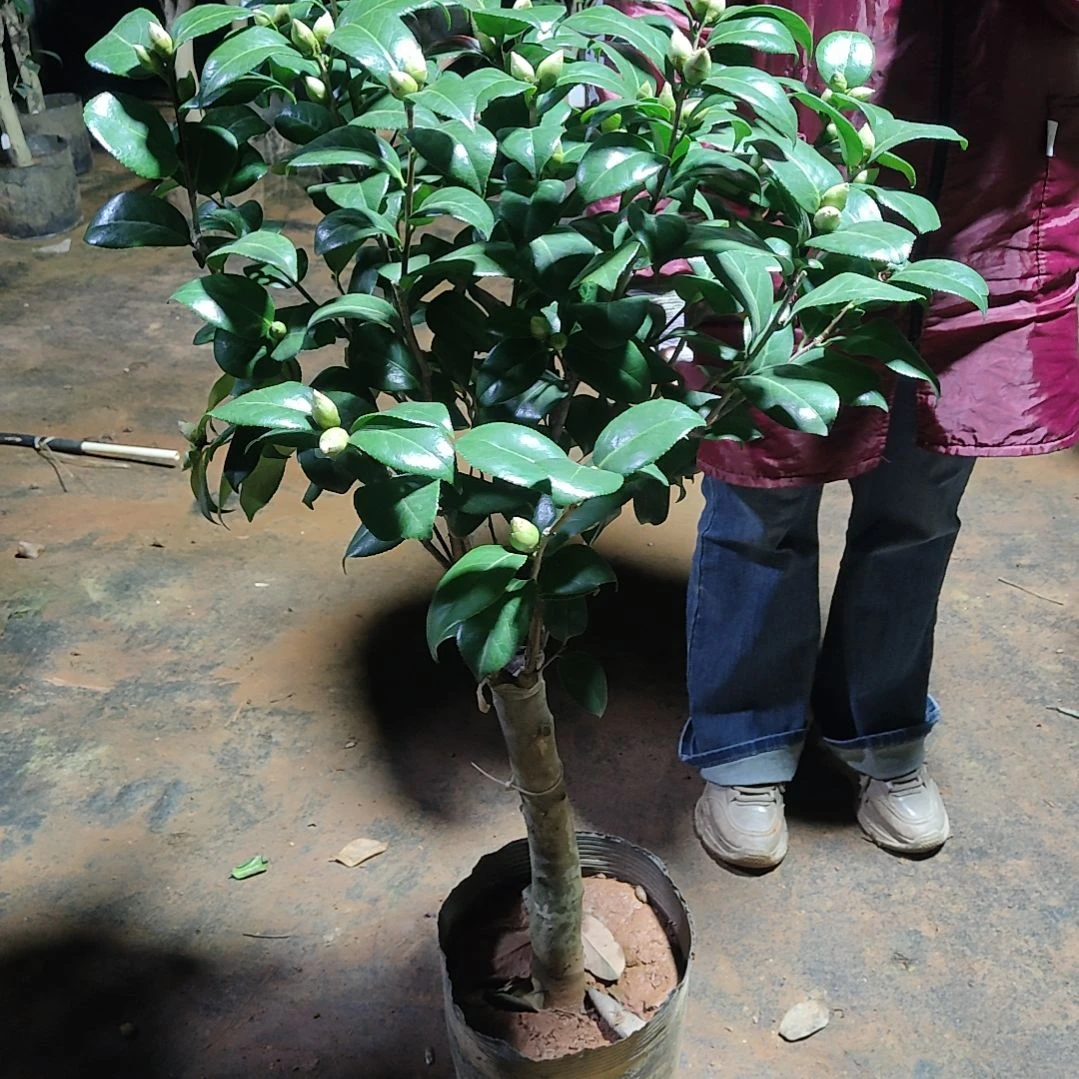 全部花苞魔术师不包邮