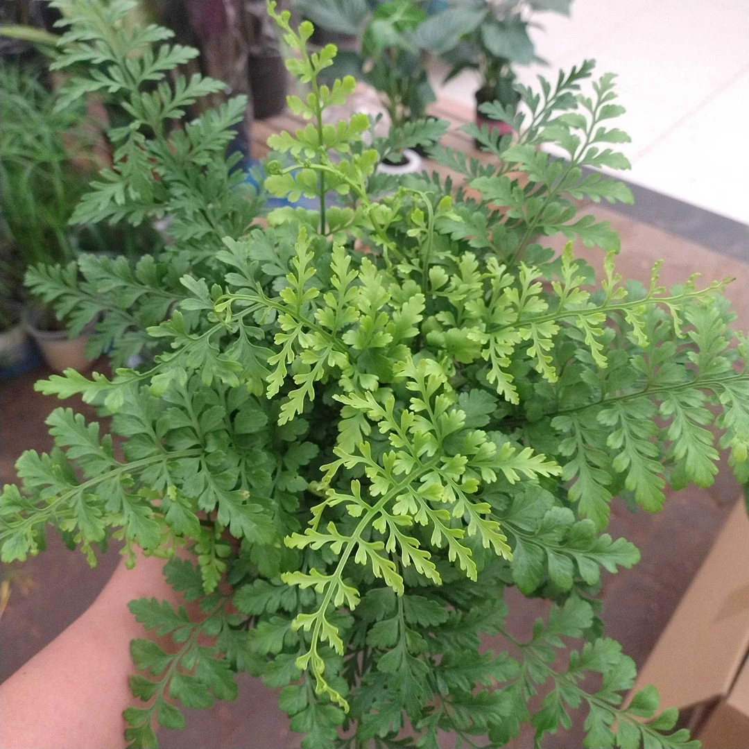 吉姆蕨盆栽室内耐阴净化空气四季常绿网红客厅绿植口径金毛100杯