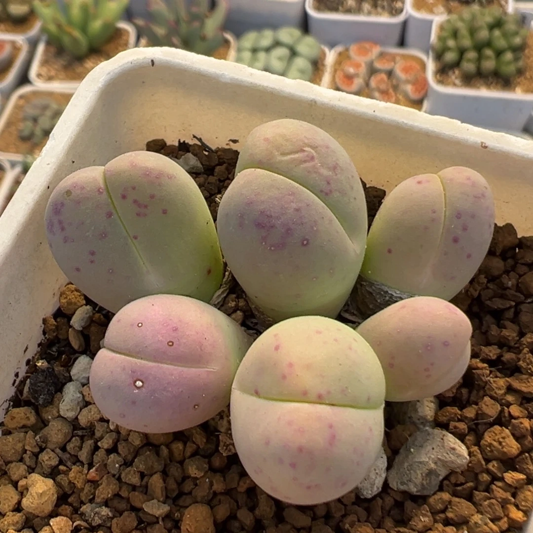 89多肉植物百科植物