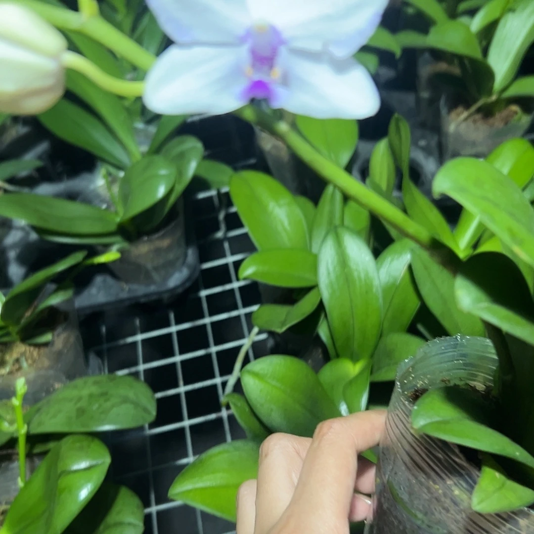 当前无花栽培后可以开花紫水晶3.0带花带花苞变异