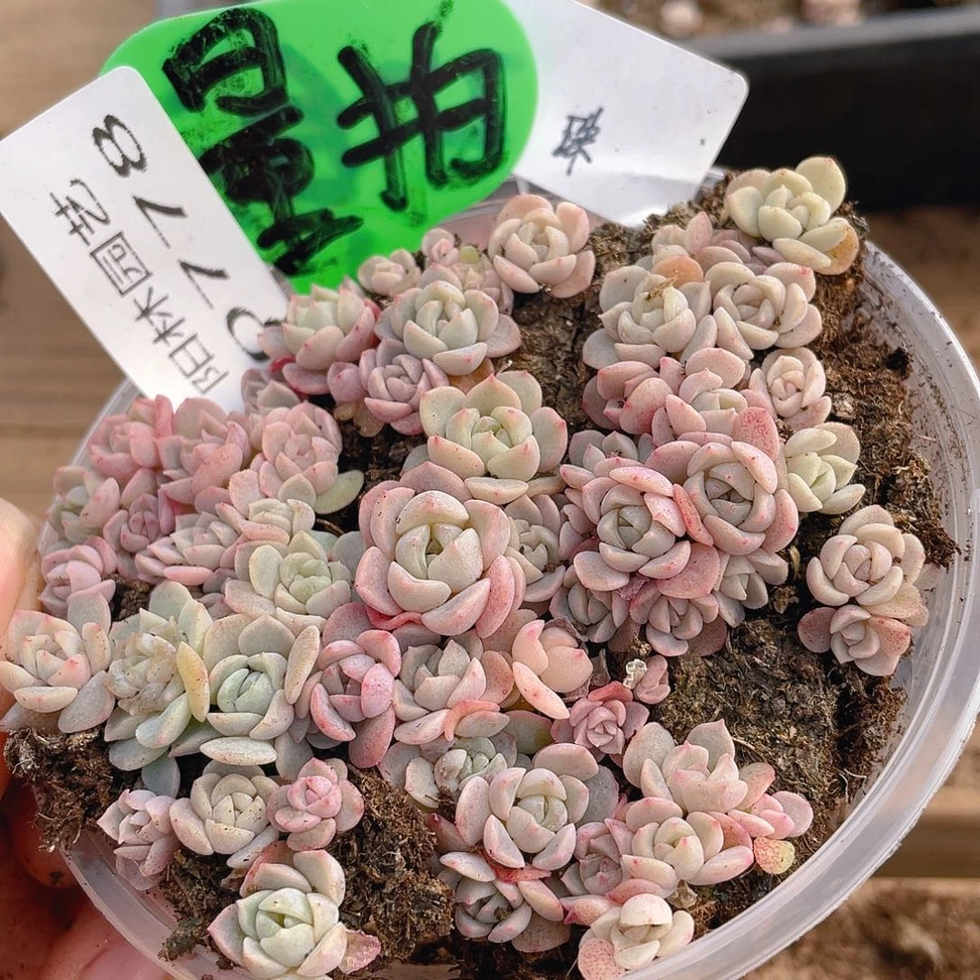 量拍多肉植物多肉植物778