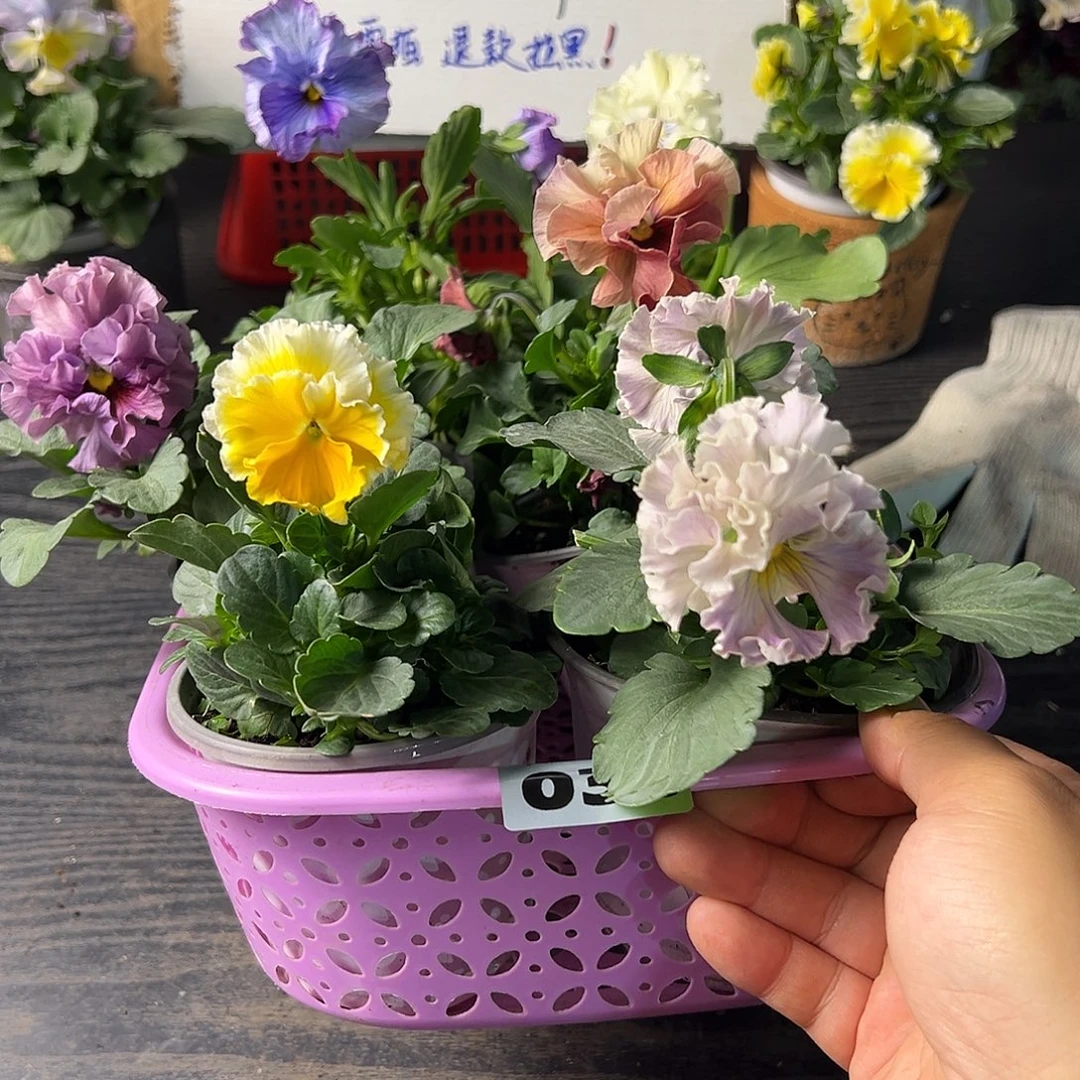 大部分花苞少量开放036号