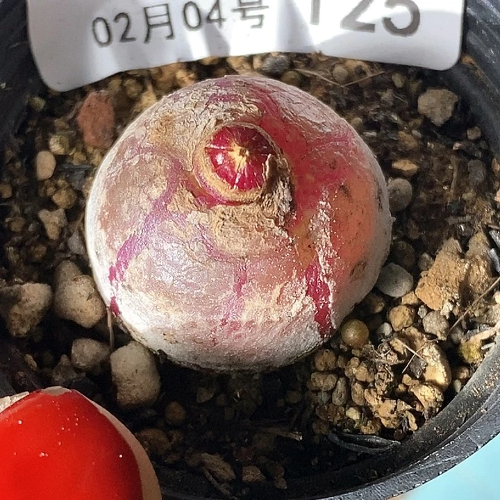 X*X桃喜花园0204/125灯泡