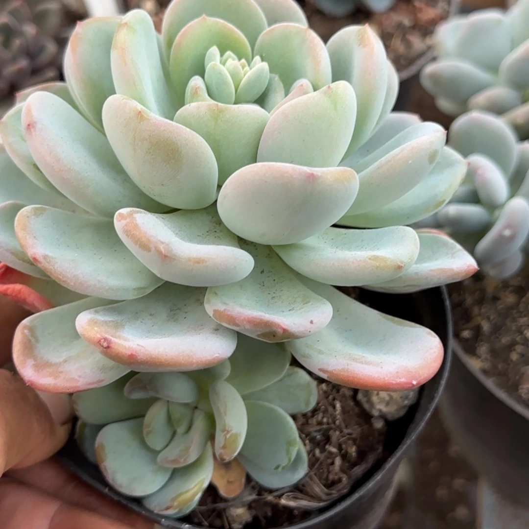 奥城惊一物一拍包装收缩花旱