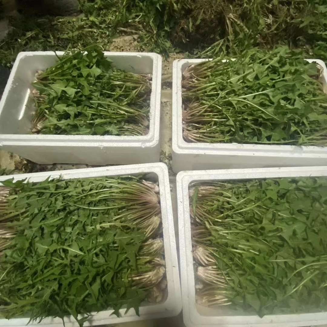 蒲公英（半斤）新鲜现挖山野菜婆婆丁（送半斤小根蒜）