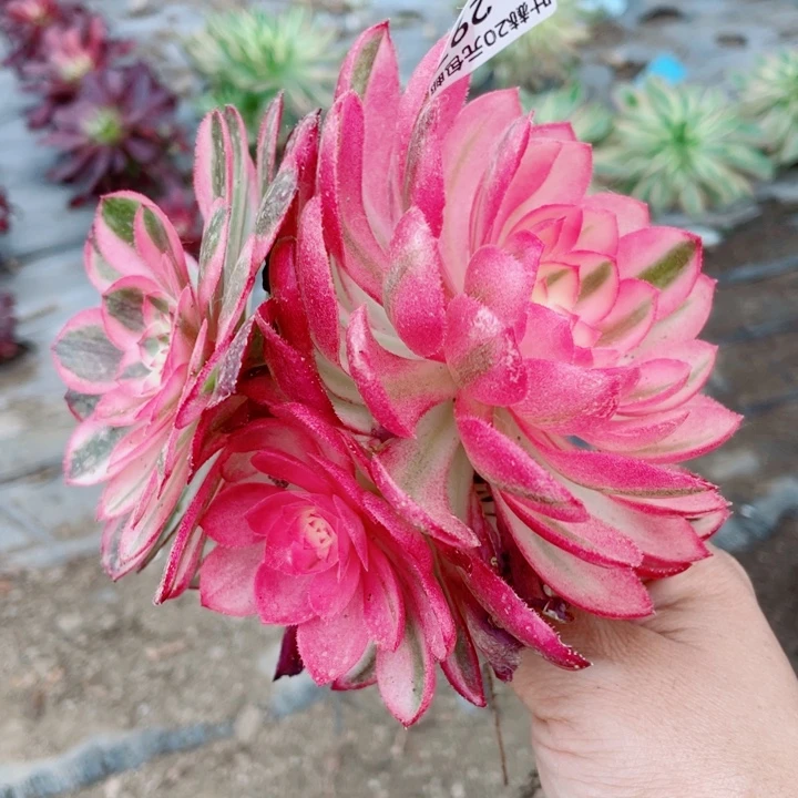 297荔枝多肉12345678