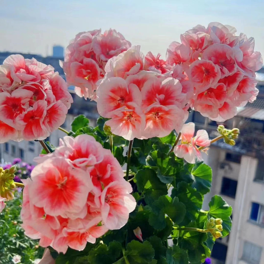 【皇后】爆花推荐直立天竺葵中苗带花苞包对版