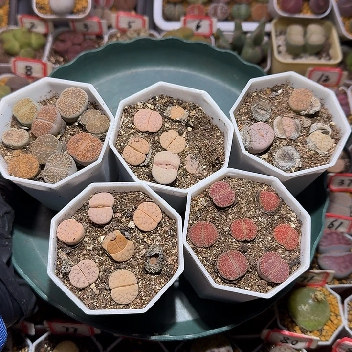 生石花111111。 无售后脱土发货。 126