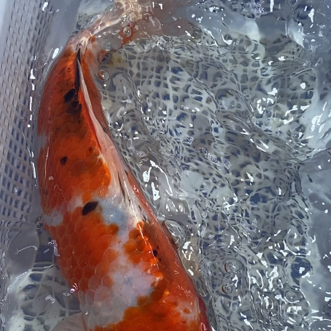 锦鲤冷水锦鲤包邮