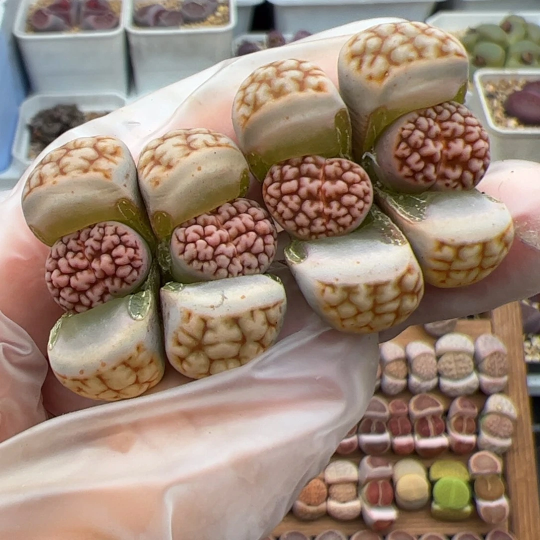 01091号红脑花2个多肉植物