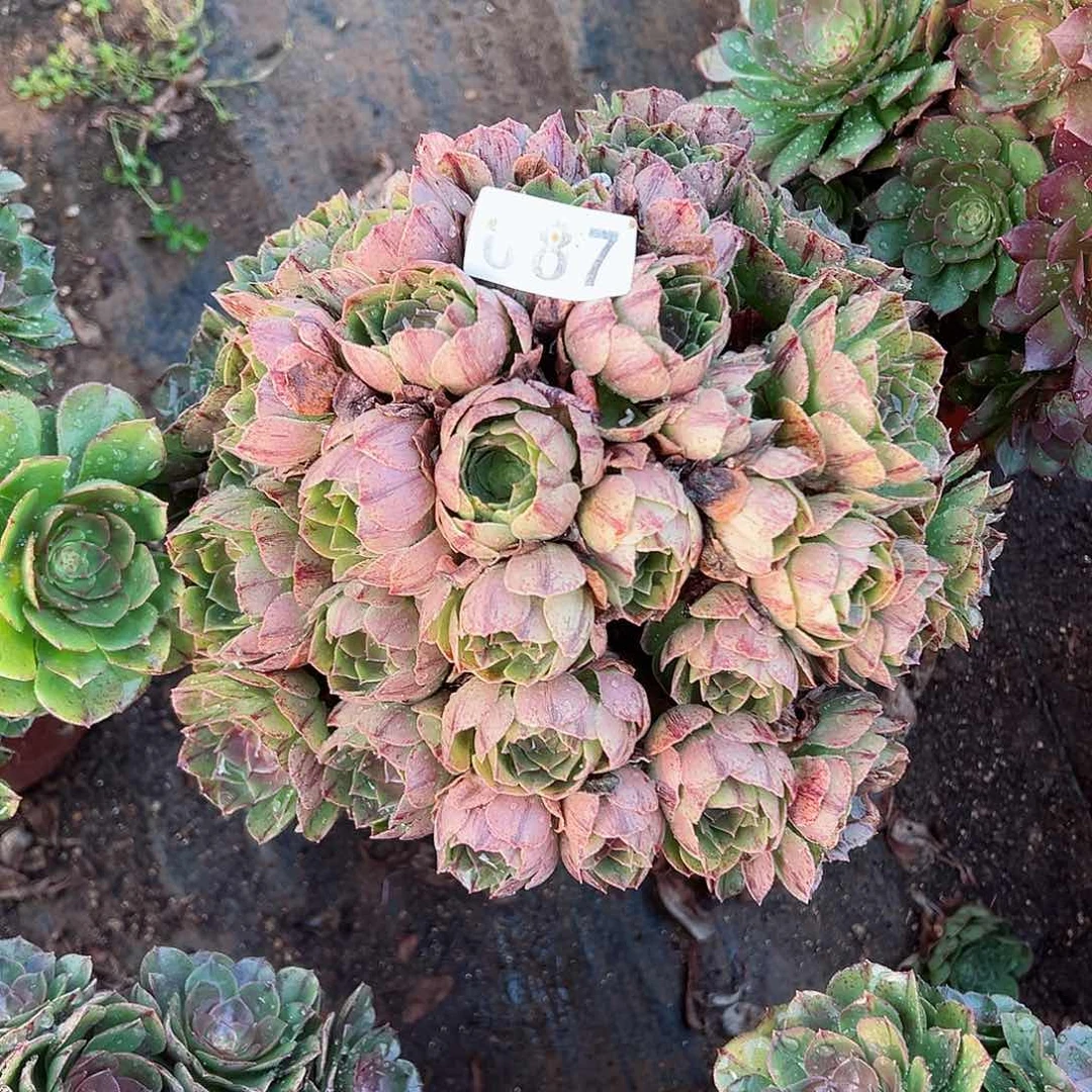 紫砂茶宠万拉丝老桩687