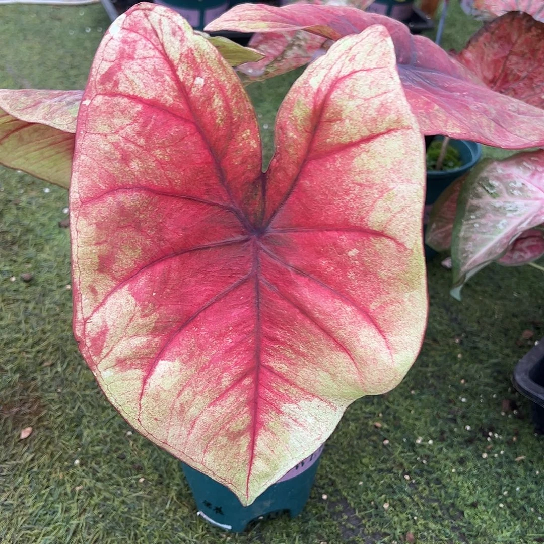 无花朵大桃核泰彩19