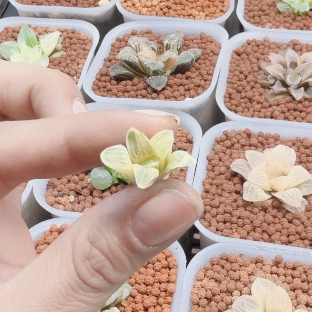 十二卷实生糊班寿锦
