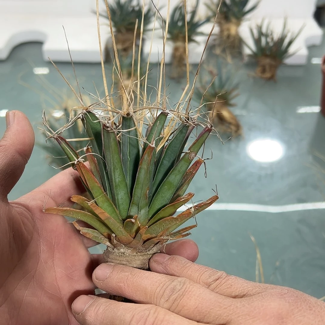 绿****妮小光山88888888