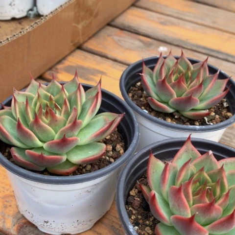 托斯卡。