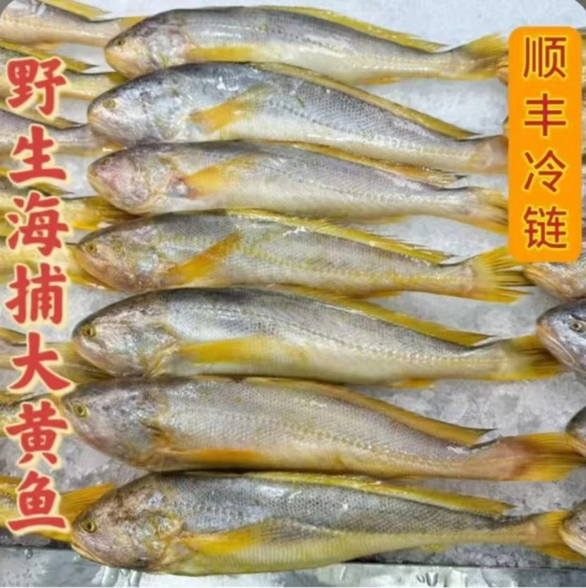 鲜活速冻  特大个头大黄鱼  一条半斤左右到手4条