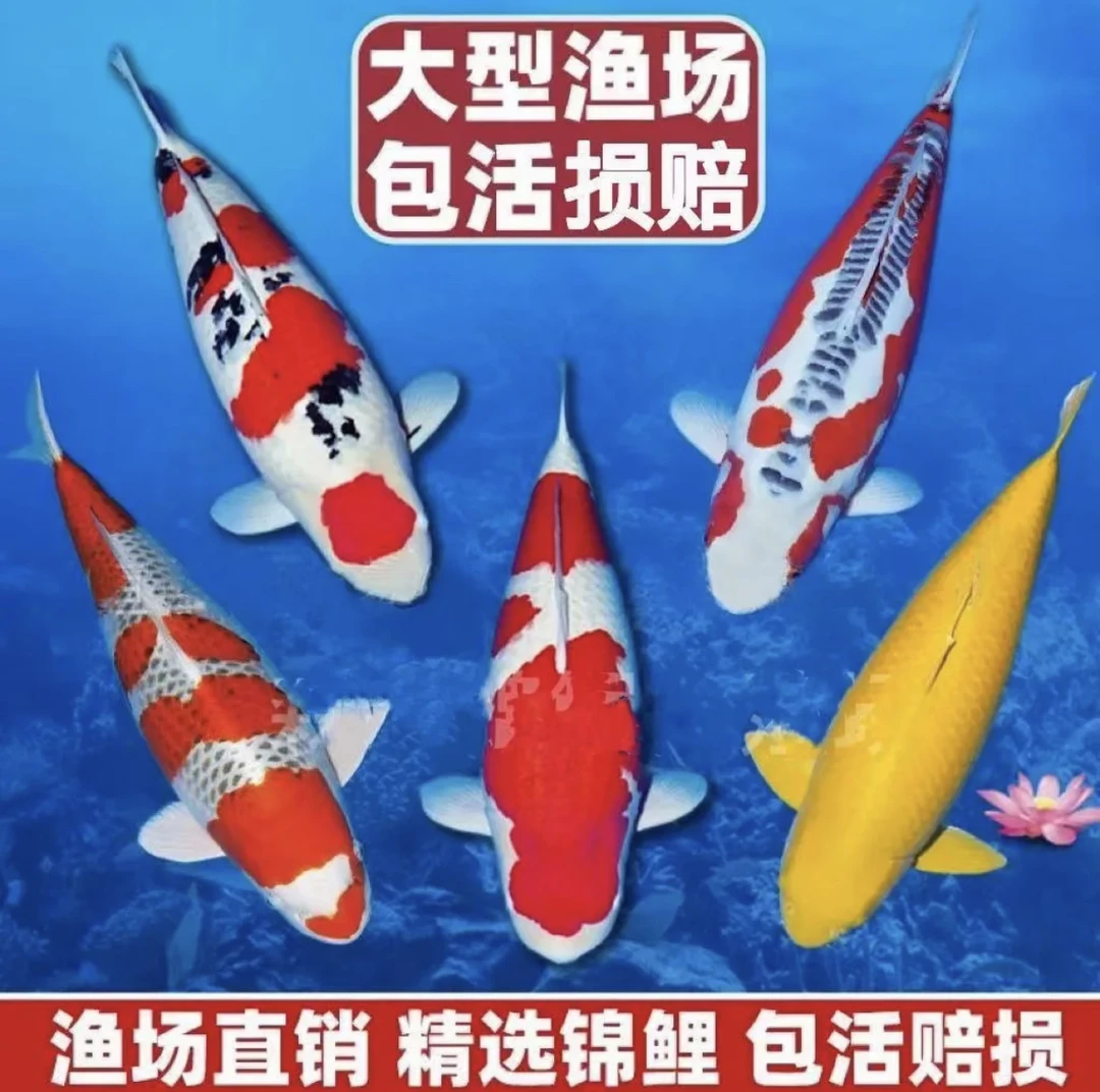黄牌1-100号锦鲤观赏鱼包邮包开箱活包损,以直播间为准