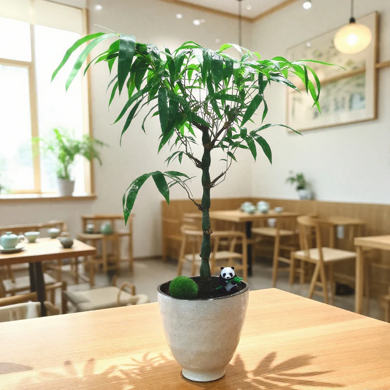 【老桩佛肚竹】罗汉竹盆景室内办公室客厅好养观赏竹四季常青绿植