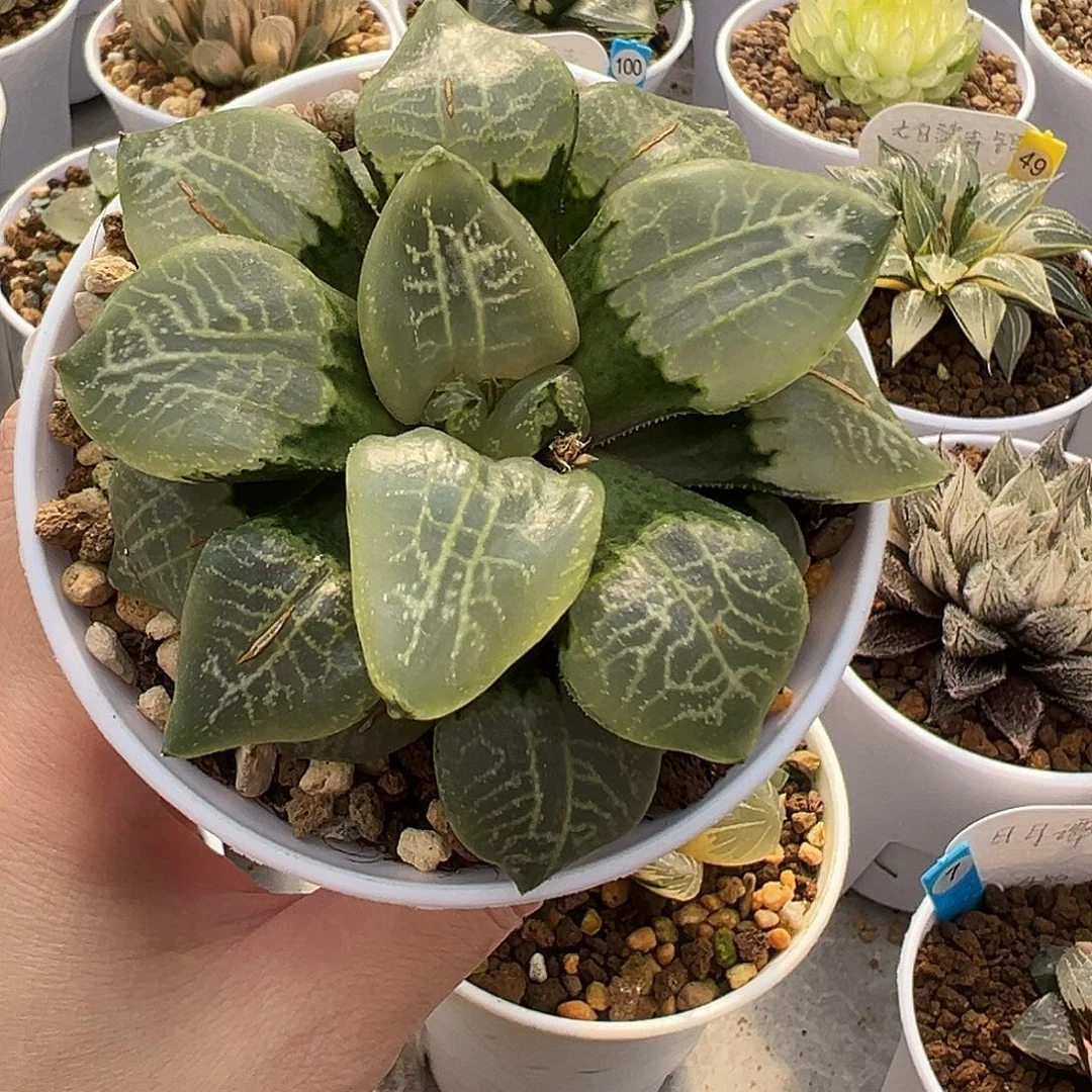 乱舞寿11111111111111