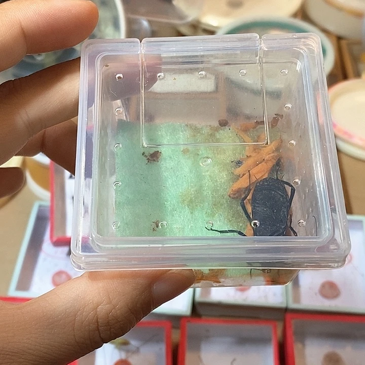 趙***外电报蛉四条包邮长顶须