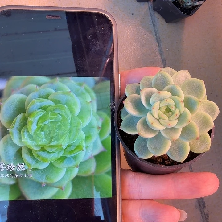 宝塔珍妮5公分盆里