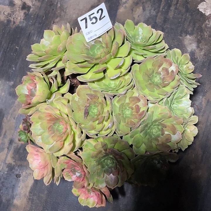 752雨荷法师2-12花