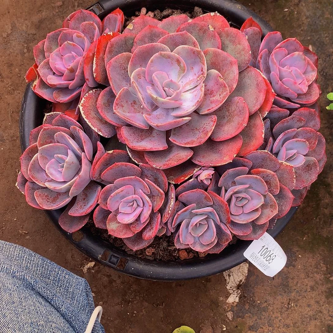 永***峰尘埃玫瑰10098多肉多肉