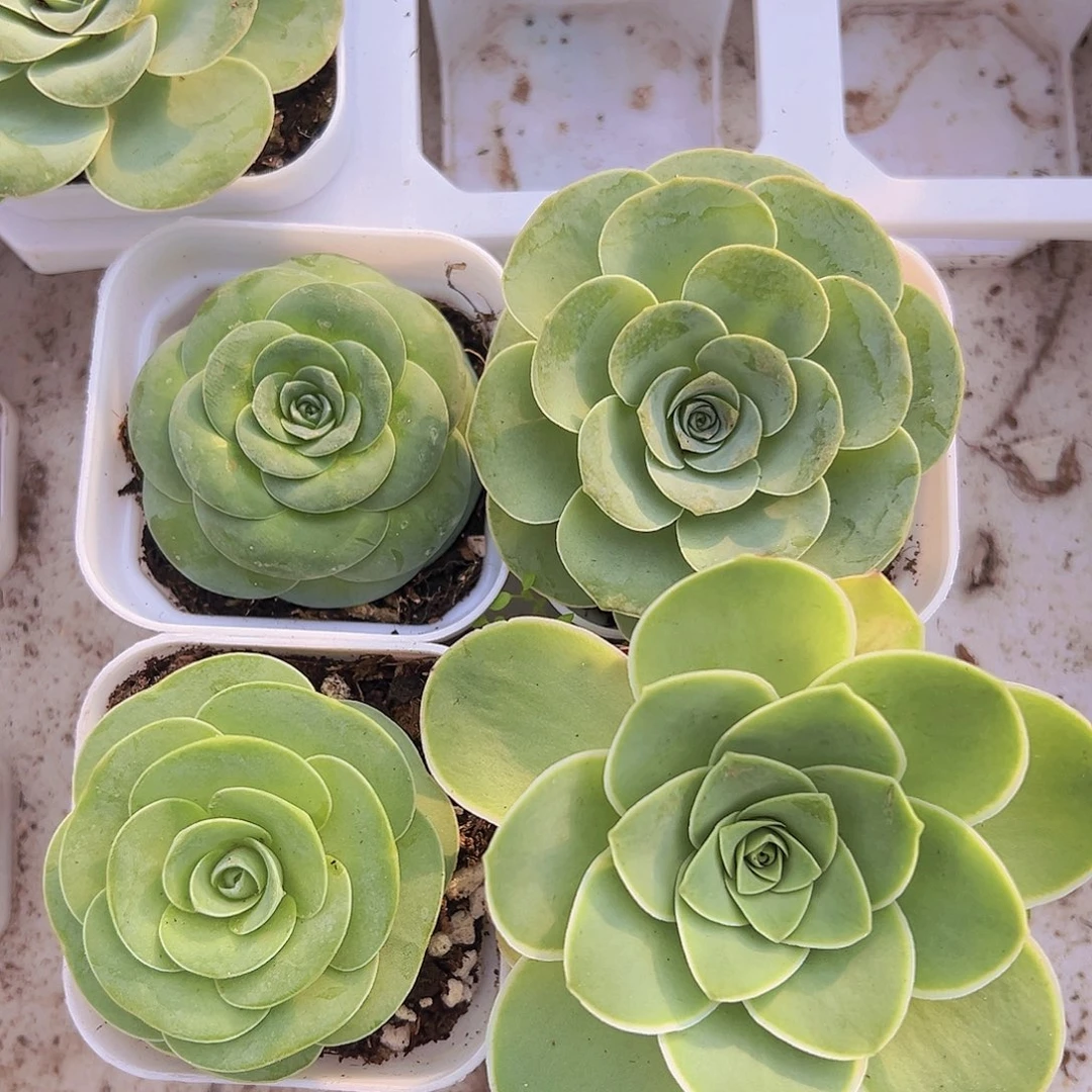 玫瑰组合4盆19包邮