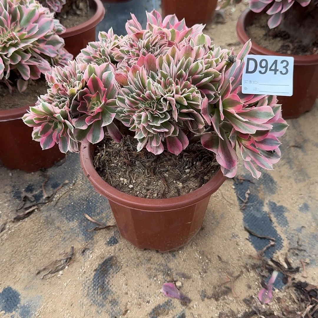 943粉女巫一颗呀呀