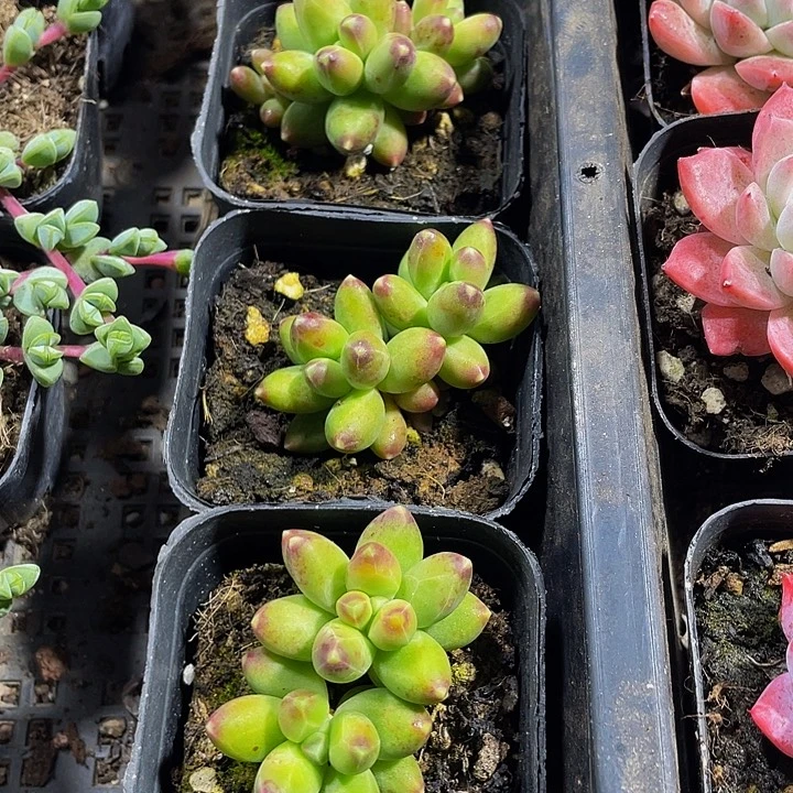 千代田带盆土发货