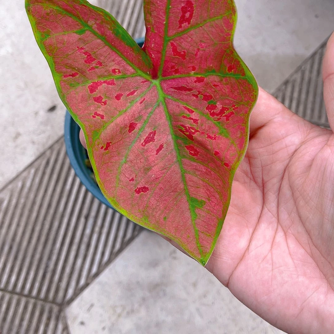 完全开放3665泰彩