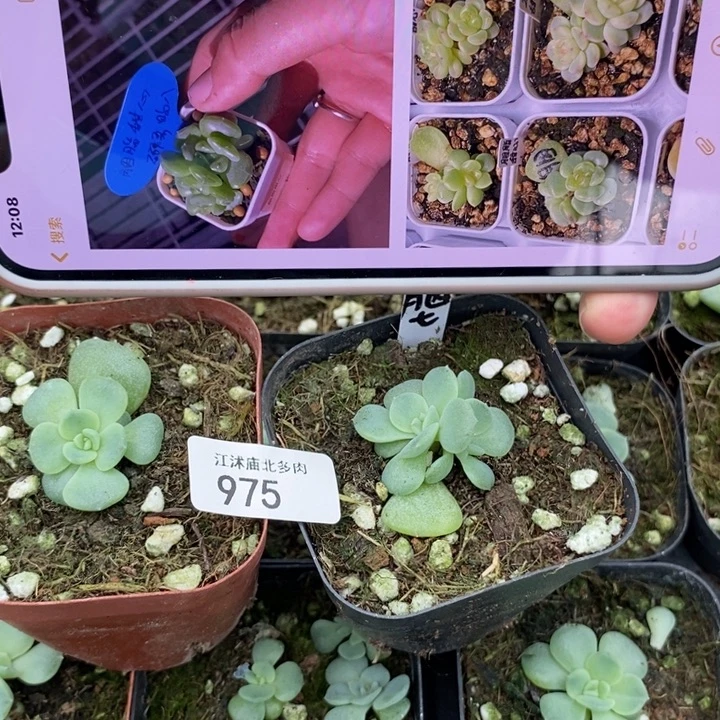 标975胭脂甜心一个量拍