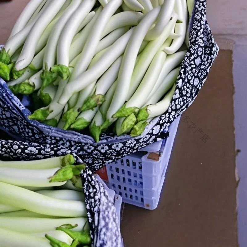 农家自种现摘新鲜象牙白糯香白茄子白色绿色无污染长茄包邮玉米种