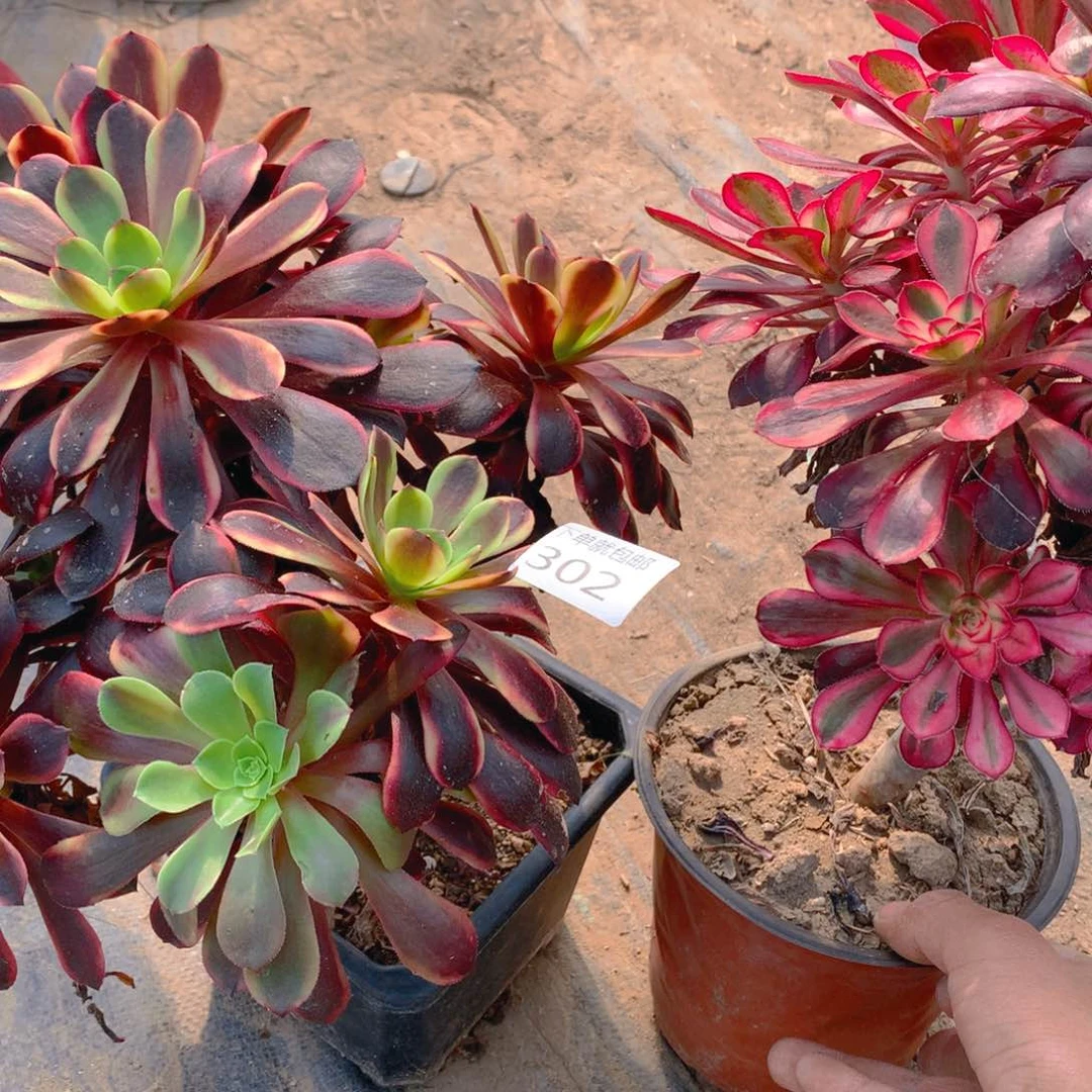 302法师组合老桩多肉