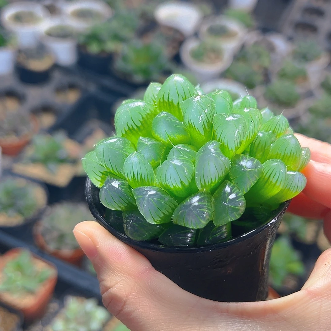 万象盆绿泡泡玉露1