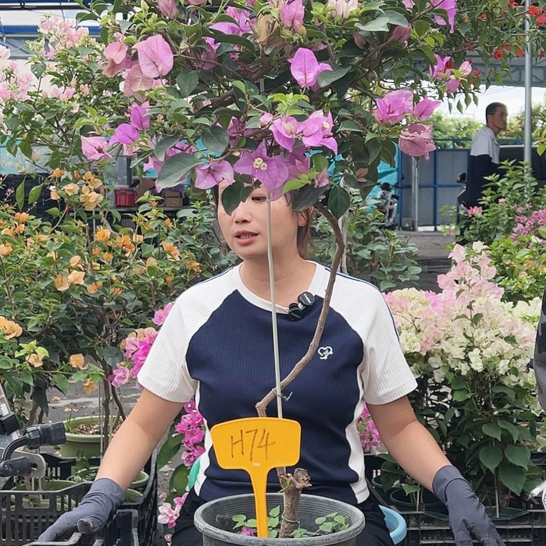 一***界大部分花苞少量开放H74雪紫