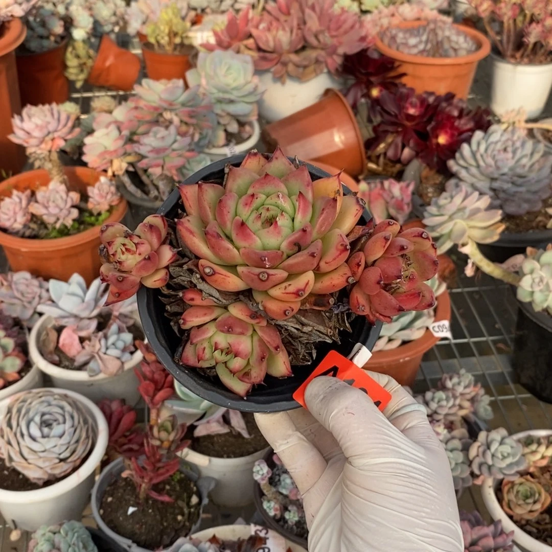 养***@104红颜蜜语一物一拍